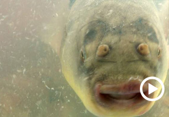 黑金剛 金槍魚 螃蟹 河豚 靈芝