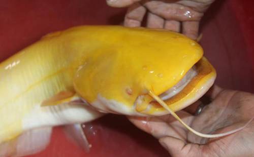江西男子調(diào)到漢奸金黃色鯰魚 通體晶瑩剔透