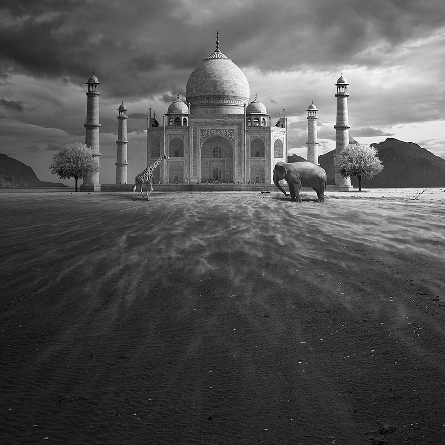 當動物占領地球