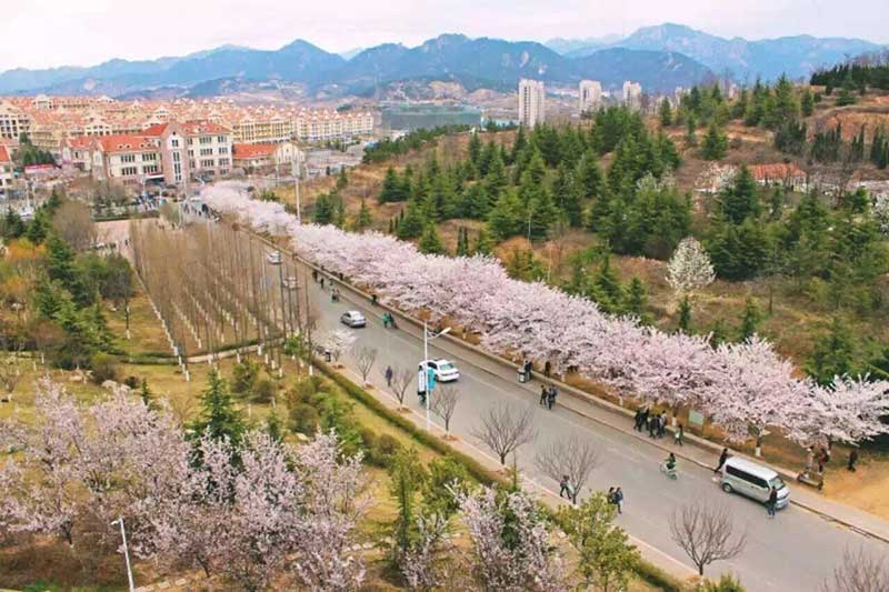 高清:盘点青岛三大赏樱胜地 三明南路最文艺