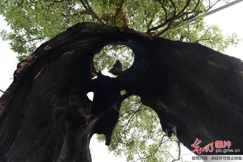 这棵樟树有三百多年树龄,在遭雷击之前有四十多米高,现在只有十几米高