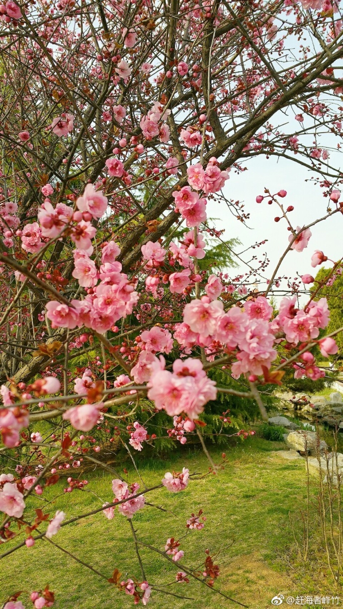 青岛太平角公园百花盛开 花香四溢景色宜人