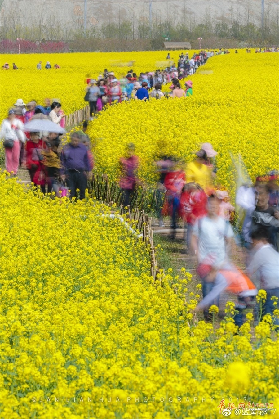 西海岸新区再现"耀眼黄" 百亩油菜花华丽绽放