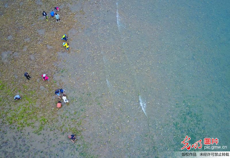 航拍青岛市民赶海盛景