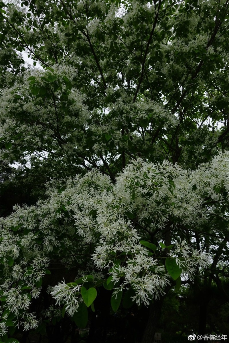 青岛流苏花迎来盛花期如云似雪花香四溢