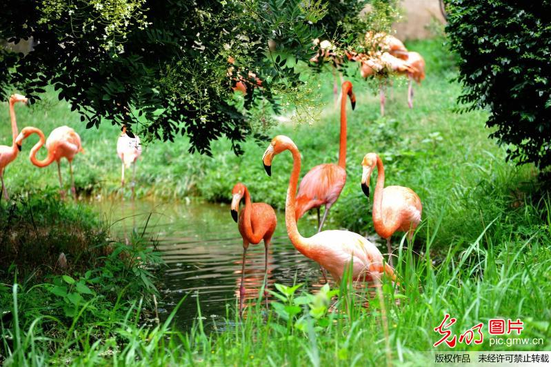 高溫下的野生動(dòng)物 吃西瓜泡水池享空調(diào)