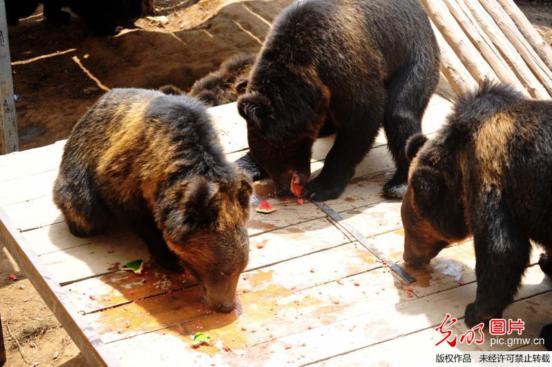 高溫下的野生動(dòng)物 吃西瓜泡水池享空調(diào)