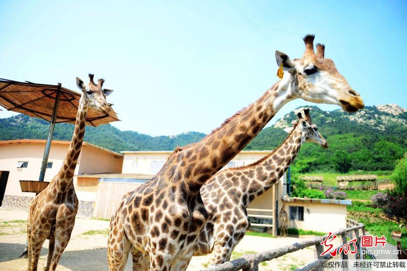 高溫下的野生動(dòng)物 吃西瓜泡水池享空調(diào)