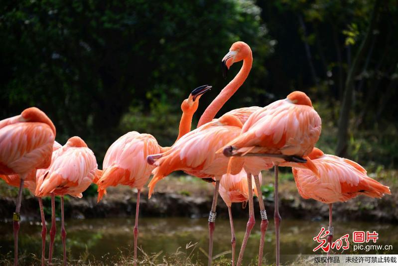 山東青島 火烈鳥享受金秋暖陽(yáng)