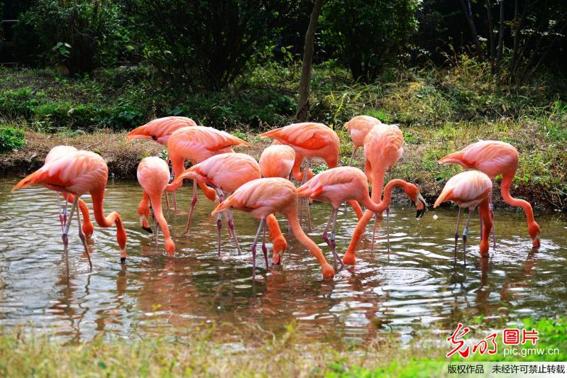 山東青島 火烈鳥享受金秋暖陽(yáng)