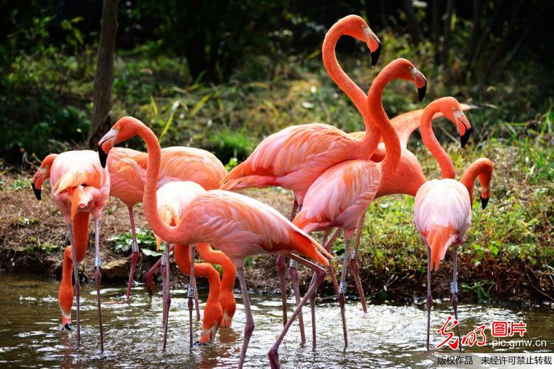 山東青島 火烈鳥享受金秋暖陽(yáng)