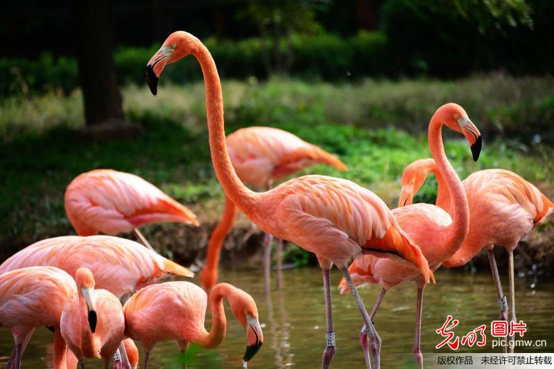 山東青島 火烈鳥享受金秋暖陽(yáng)