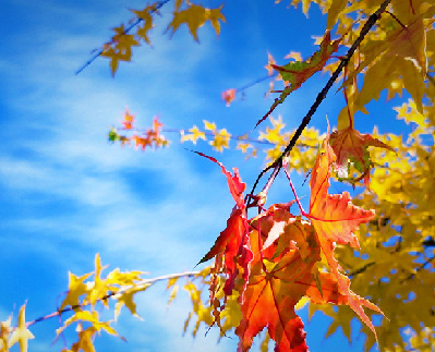 軍營的秋天來報到了