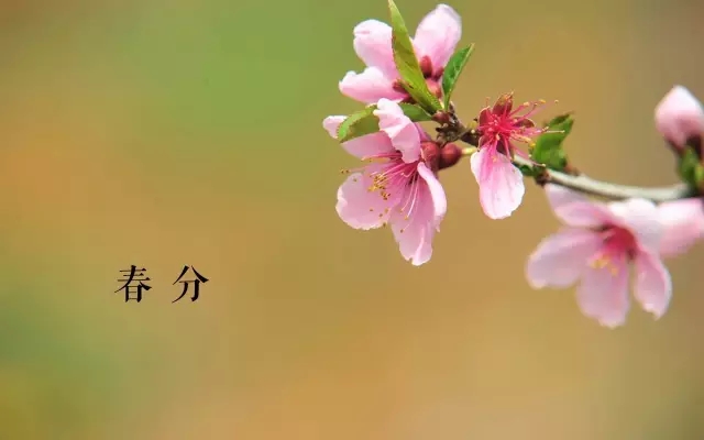 今日春分青岛一年里最美的时节就要来了