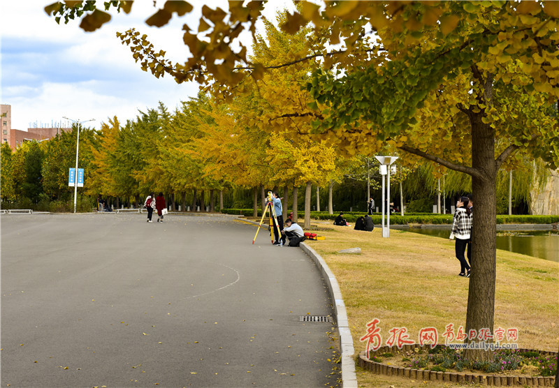 青岛日报/青岛观/青报网讯 日前,进入深秋时节的山东科技大学,校园内