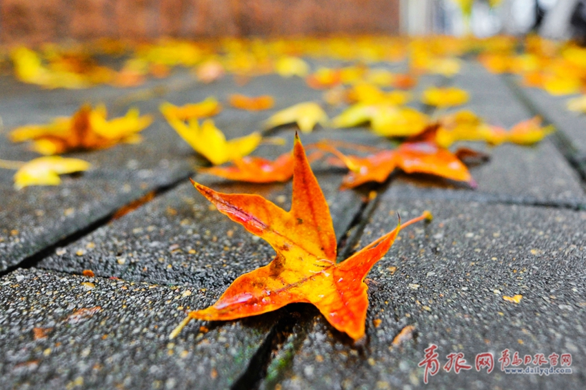 随着秋雨飘落的枫叶,静静地诉说着八大关的美丽.