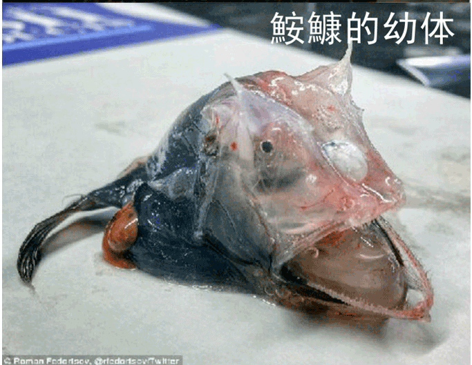 胆小勿入!这两天火了的深海怪鱼都叫啥?答案来了