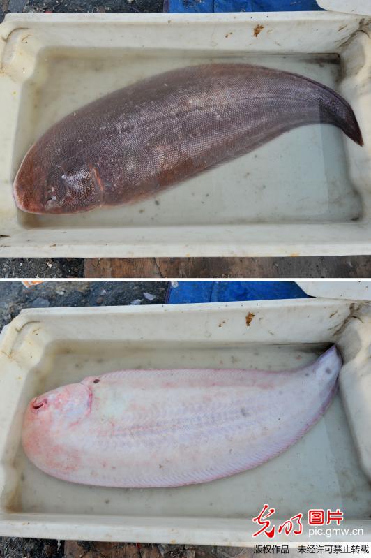 青岛渔村海鲜抢手 近一米长舌头鱼售150元