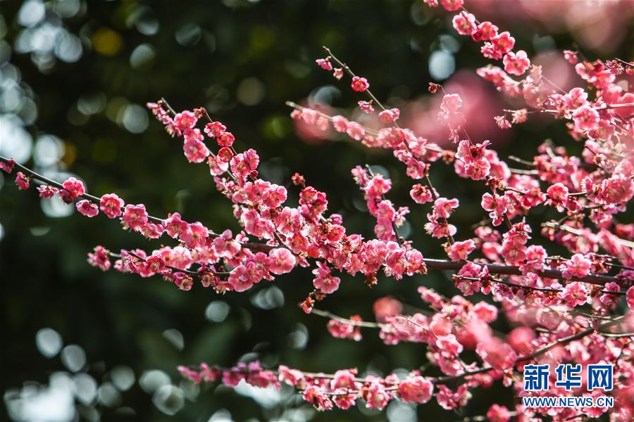 长沙橘子洲梅花绽放 满园梅花引客来