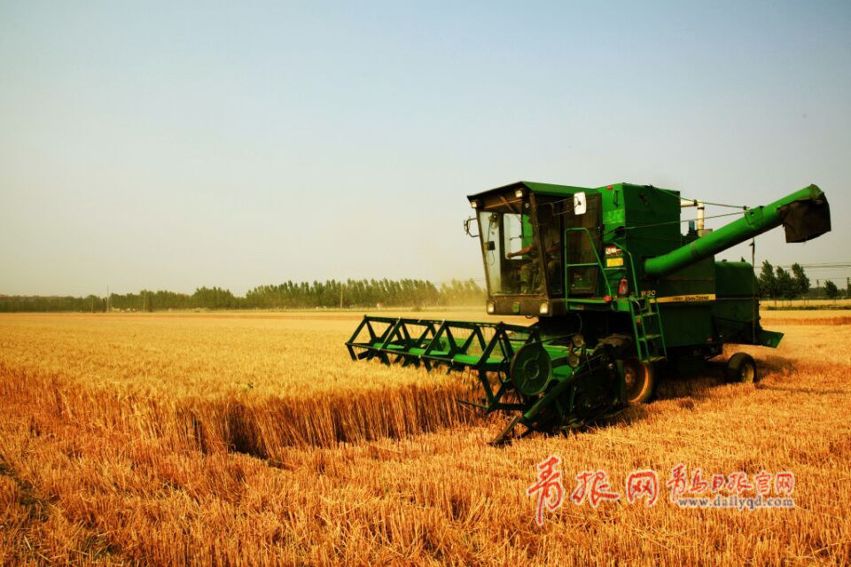 蓼兰小麦即墨地瓜获评国家农产品地标