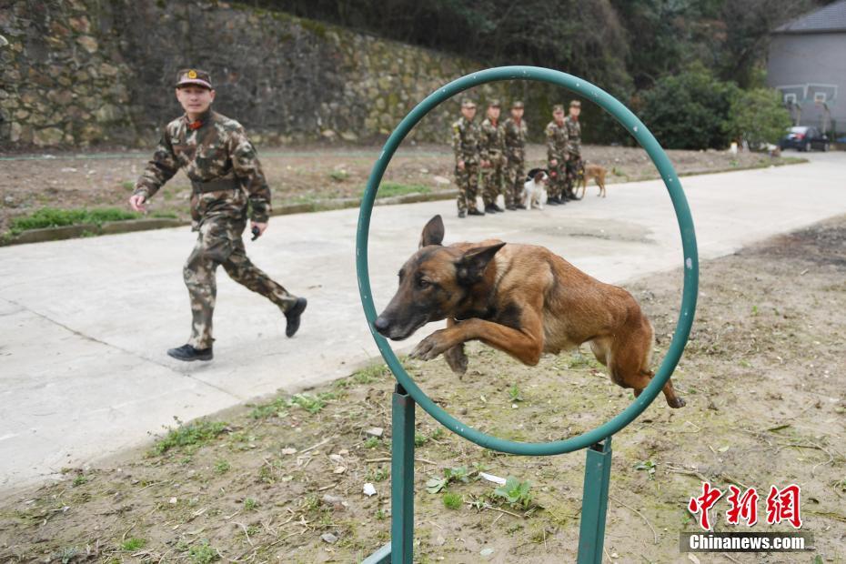 3月6日,一只搜救犬正在接受"钻火圈"训练.