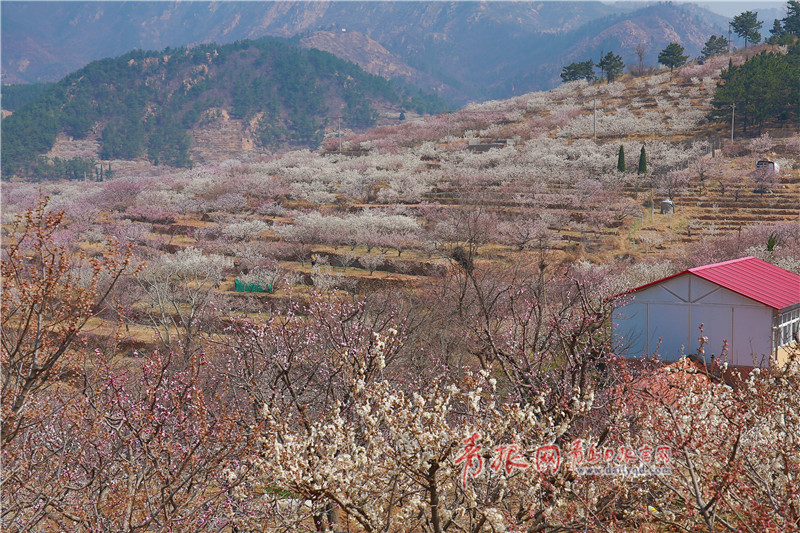 世外桃源!山色峪6000亩樱桃花盛开