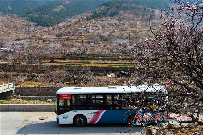 628路公交车从山间花海旁经过.jpg