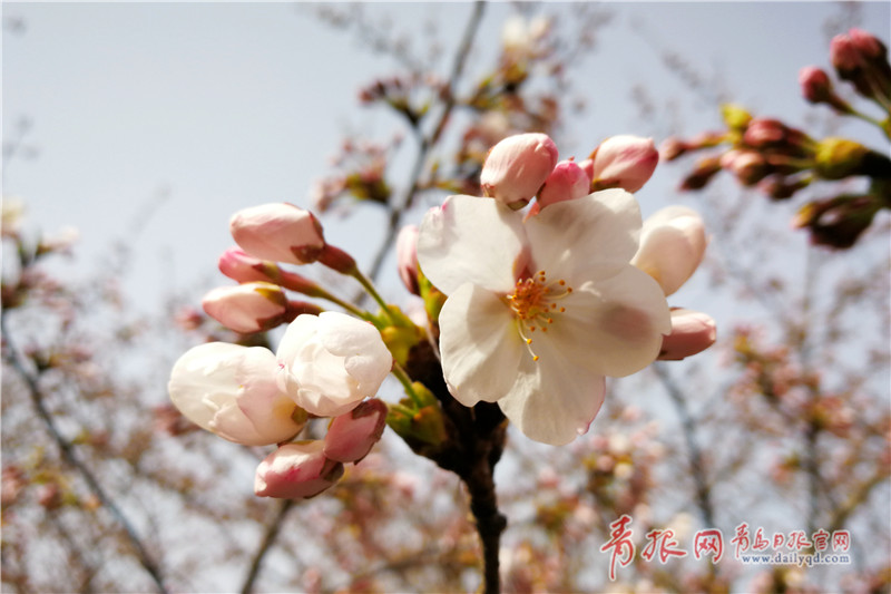 迎着晨光,青岛中山公园樱花绽放.