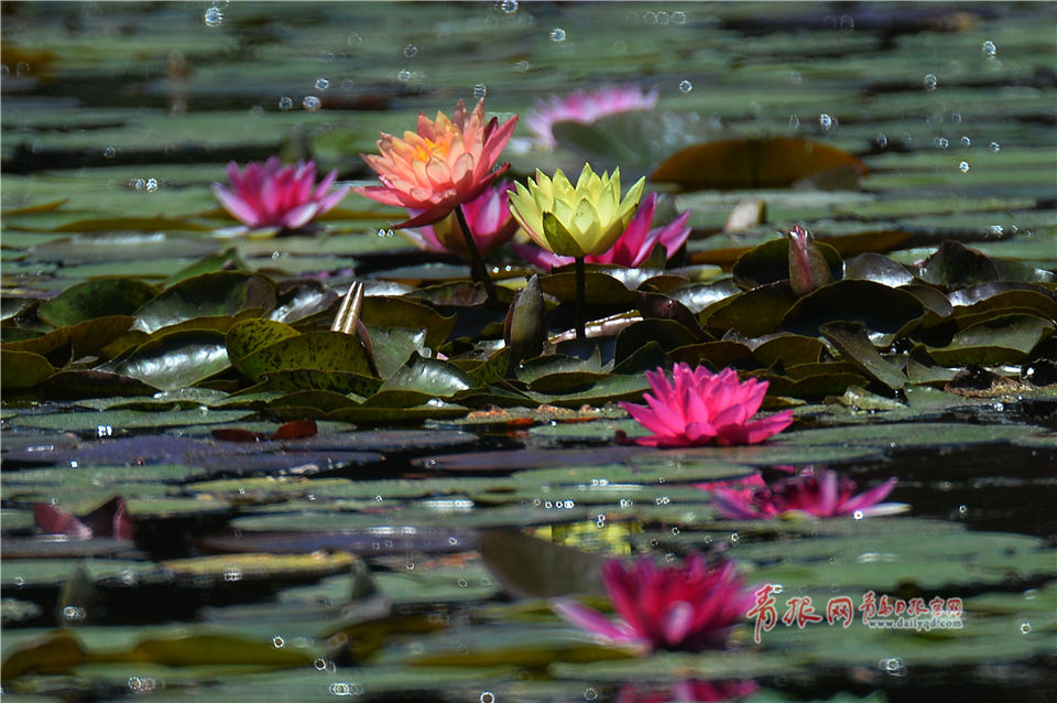 小西湖睡莲花开美如梦境娇嫩花朵成独特夏日美景