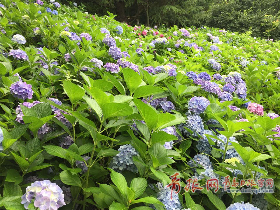 盛夏时节绣球花开繁花点点点缀植物园