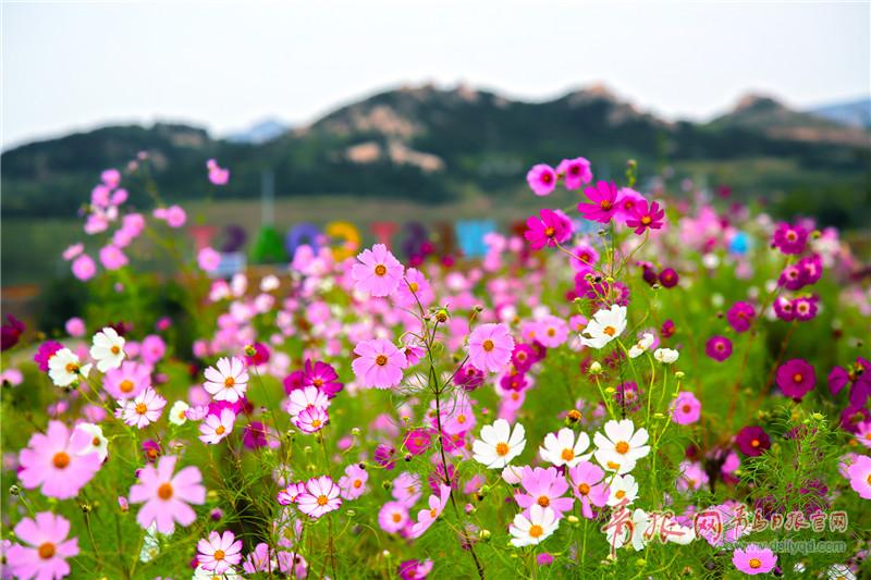 格桑花海 西海岸发展集团供图 (4).jpg