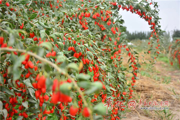 都兰县枸杞种植基地里挂满串串红果.