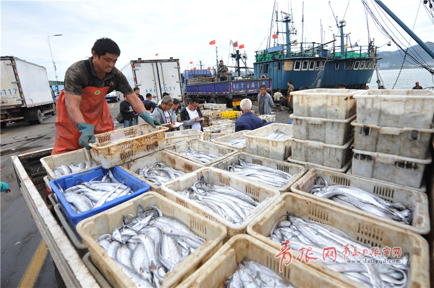 青岛海产品大量上市 走俏节日市场