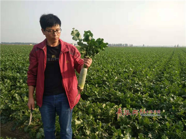 平度"高中萝卜"上市每公斤20元仍供不应求(图)贵族怎么坐车洪山图片
