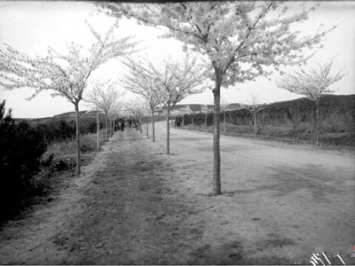 老照片：1910年青島中山公園的櫻花長這樣