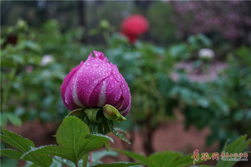 牡丹花苞沾满雨露.