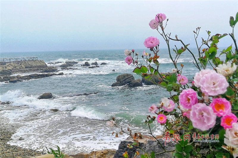 青岛这地方鲜花盛开美不胜收 宛如山水画卷