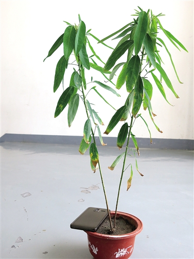 市民捐赠奇异草能随音乐舞翩跹