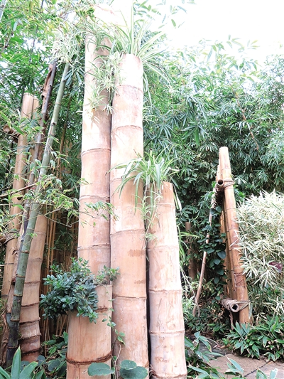 青岛世园会巨龙竹独步幽篁成竹王