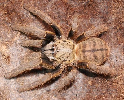 中国捕鸟蛛(资料图)