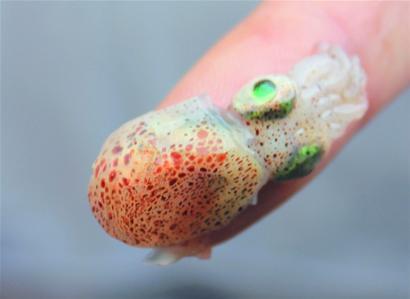 迷你墨鱼豆成美味佳肴 不能养殖全是纯野生(图)