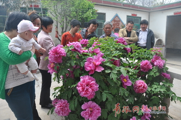 平度一株牡丹开出66朵花 疑似百年花龄着实惊艳