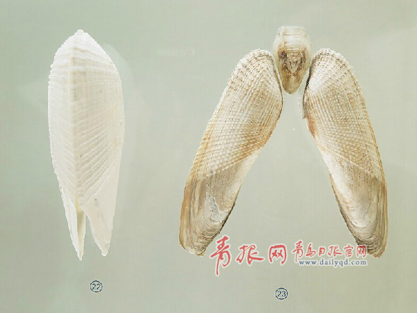 到青岛贝壳博物馆看贝壳去!