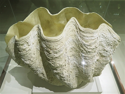 青岛贝壳博物馆展出四千余种贝壳化石诉说历史