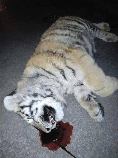 山东坠虎事件调查7只老虎被3名人大代表饲养