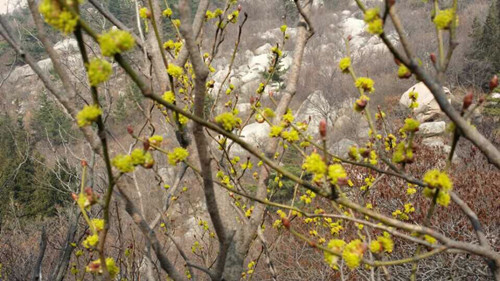 首山姜广权图片