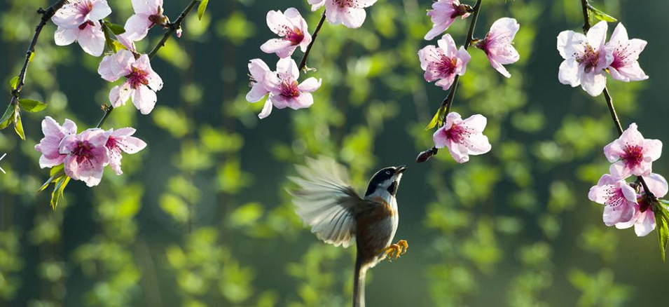今日春分:燕飞犹个个 花落已纷纷