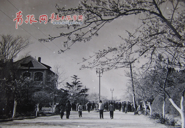 中山公园老照片系列60年代樱花路游人如织