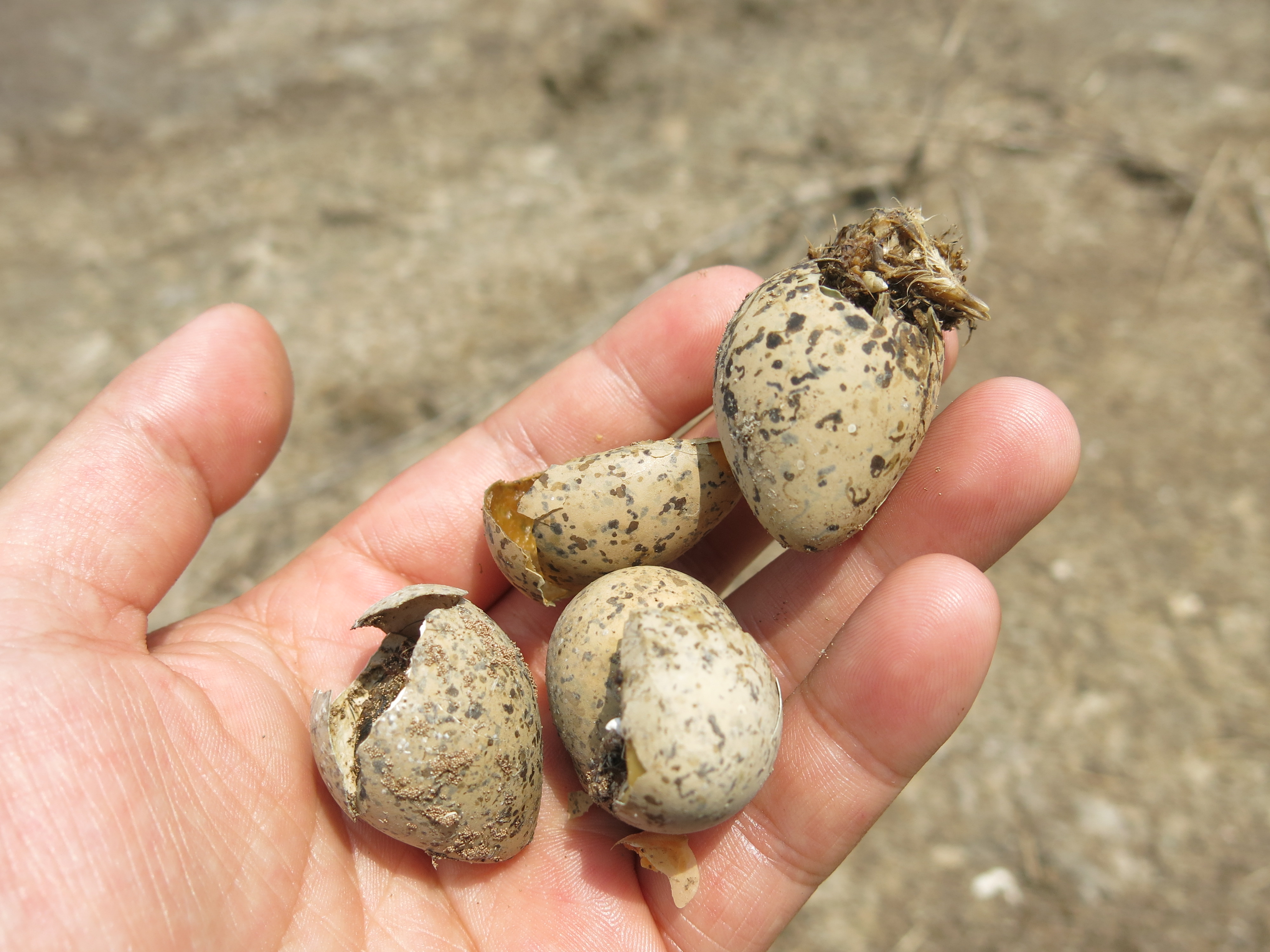 河套湿地鸟蛋被偷
