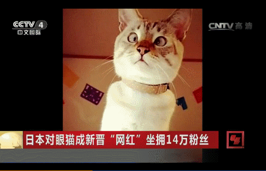 对眼猫走红网络收获14万粉丝